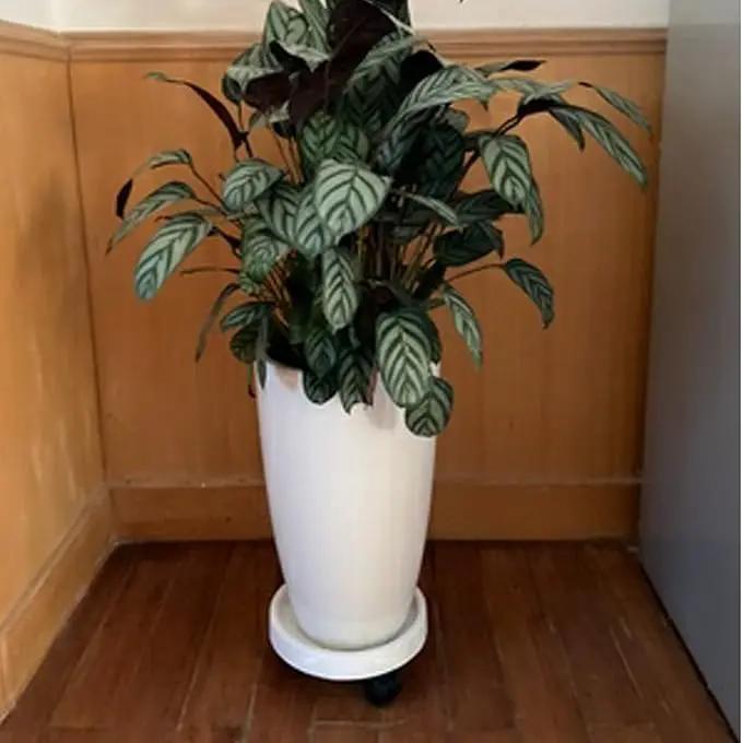 2 Pack of 11 Inch Heavy Duty Plant Caddy with Wheels,Rolling Plant Stand Pot Trolley,Wheeled Planter Saucer Tray,Potted Flower Mover Dolly with Casters Round Coaster for Indoor Outdoor by GreenHaven Gardens