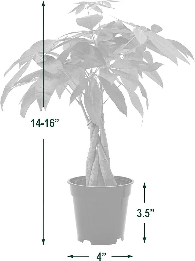 Money Tree Live Indoor Plant in 4 in. Plastic Grower Pot *Sold by Amazon and Arcadia Garden Products* by GreenHaven Gardens