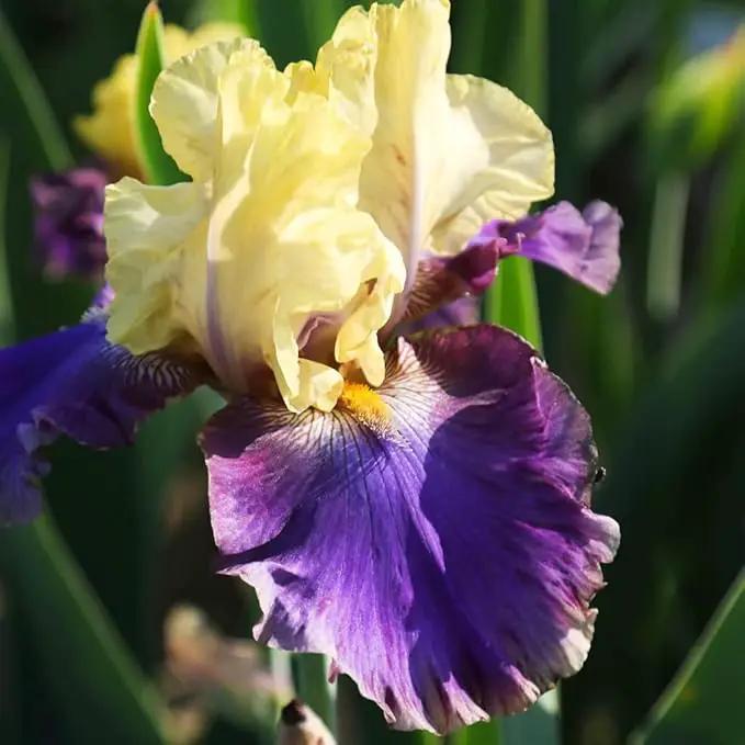 Jurassic Park Reblooming Bearded Iris - Grows Year After Year - Perennial, Fragrant & Great for Cut Floral Arrangements - Easy to Grow Fall Planting Bulbs by Willard & May by GreenHaven Gardens