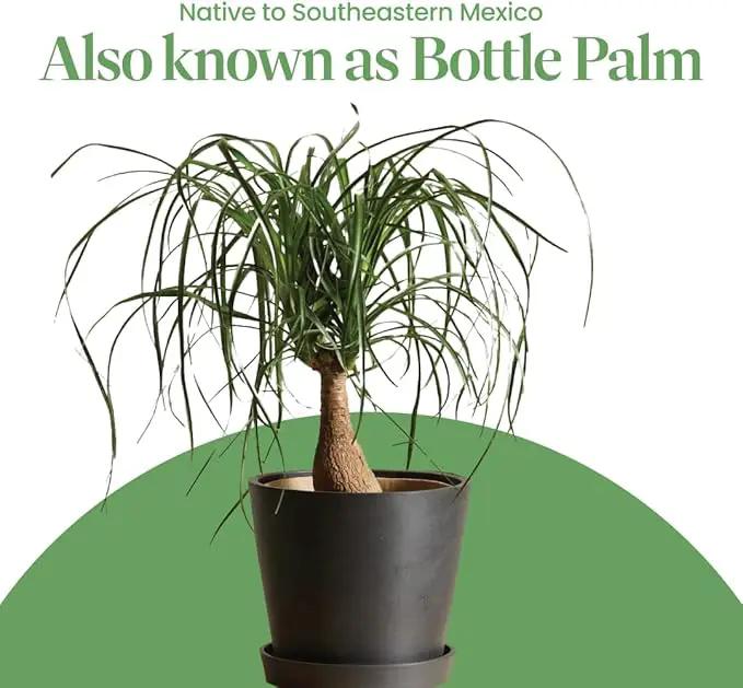 American Plant Exchange Ponytail Palm – 10-Inch Pot – Live Large Bonsai Plant, Pet Safe Indoor Tree, Easy Care Air Purifying Houseplant for Home, Office, or Gift Decor by GreenHaven Gardens