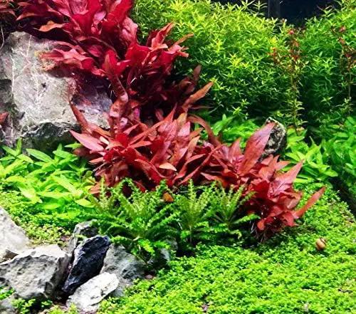 Alternanthera Reineckii Rosanervig Red Tissue Culture Cup Freshwater Live Aquarium Plants Decoration BUY2GET1FREE by GreenHaven Gardens