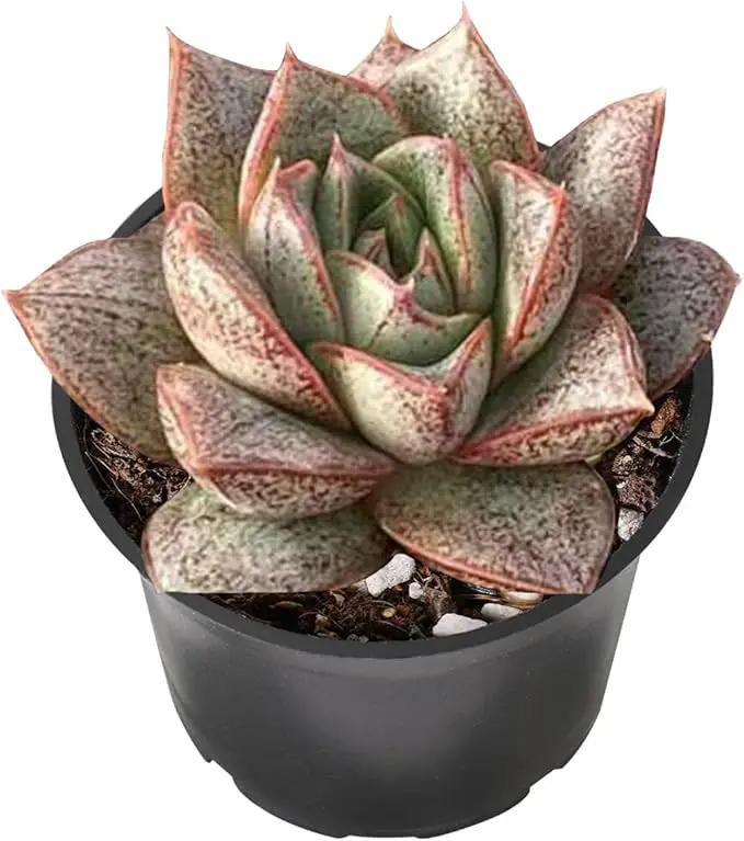2" Live Succulent 'Echeveria Purpusorum', Succulent Plants Fully Rooted in Pots, Unique House Plant for DIY, Party Favor, Home Office Decoration by GreenHaven Gardens