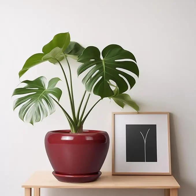 Ceramic Pot for Plants - 6 Inch Plant Pot Indoor with Drainage Hole and Saucer Succulent Outdoor Planter Round Flower Pot for House Patio Decor Red by GreenHaven Gardens