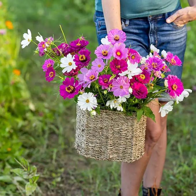 Eden Brothers Purple Rain Flower Mixed Seeds for Planting, 1/4 lb, 120,000+ Seeds with Zinnia Purple Prince & Violet Queen, Cosmos, Attracts Pollinators, Plant in Spring, Zones 3, 4, 5, 6, 7, 8, 9, 10 by GreenHaven Gardens