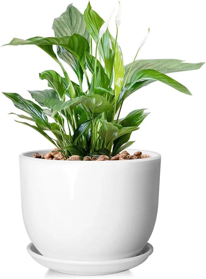 8 Inch Ceramic Planter, Plant Pots with Drainage Hole and Separable Saucer,Indoor-Outdoor Round Succulent Orchid Flower Pot,Indoor pots for Plants(Smooth White,Plant Pot only) by GreenHaven Gardens