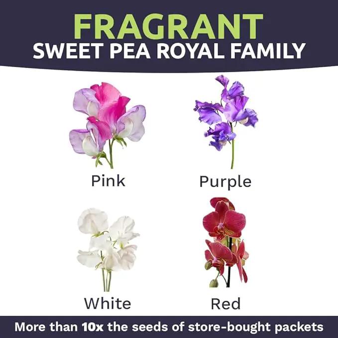 Sweet Pea Seeds Royal Mix - Bulk 1 Ounce Packet - Over 350 Seeds - Large Fragrant Lavender, Purple, Red, Pink and White Blooms by GreenHaven Gardens