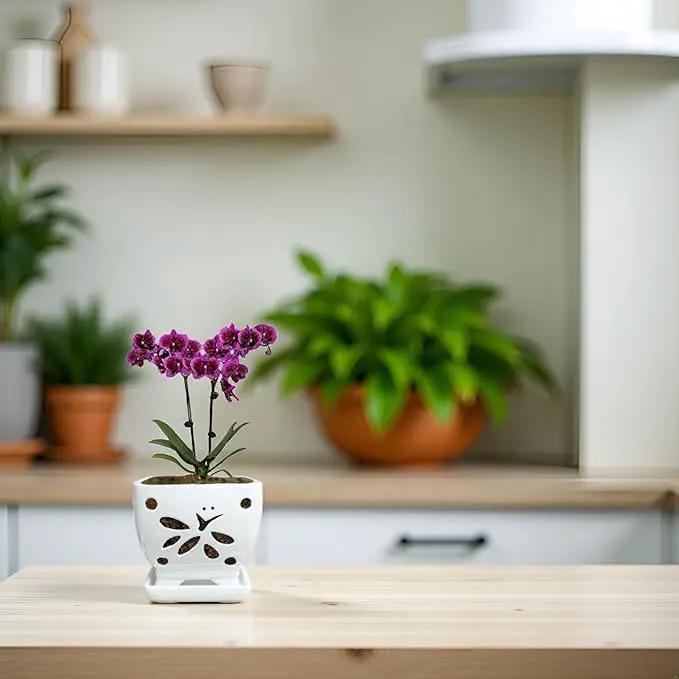 Orchid Pots with Holes Square Ceramic Orchid Planter Pots 5.5 inch (White) by GreenHaven Gardens
