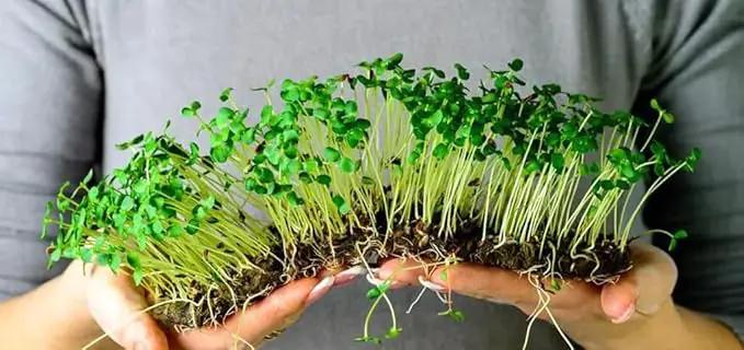 100% Natural Organic Microgreens Premium Potting Mix by Gardenera: Ideal Balance of Air, Moisture, and Nutrients - 2 Quart by GreenHaven Gardens