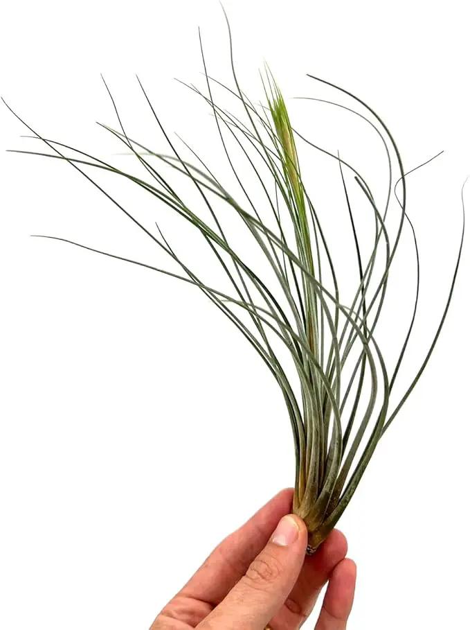 Air Plants - Tillandsia Juncea, Jumbo 8-12" - 2ct - Live Arrival Guaranteed - House Plants for Home Decor & Gift by GreenHaven Gardens