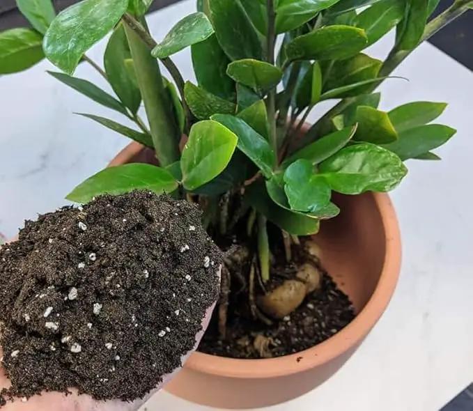 Premium Zamioculcas Plant Potting Mix - Crafted for Resilient Growth and Striking Elegance - 1 Quart by GreenHaven Gardens