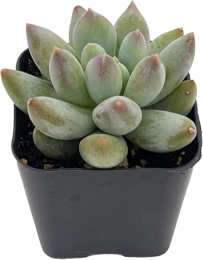 2" Rare Succulent x Pachyveria 'Angel's Finger', Live Succulents Plants Fully Rooted in Grower Pots, Unique Gift for Wedding Favor, Party Favor by GreenHaven Gardens