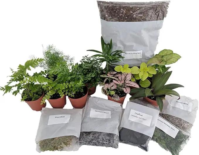 Hirt's Terrarium Kit with 5 Terrarium Plants and 5 Ferns by GreenHaven Gardens