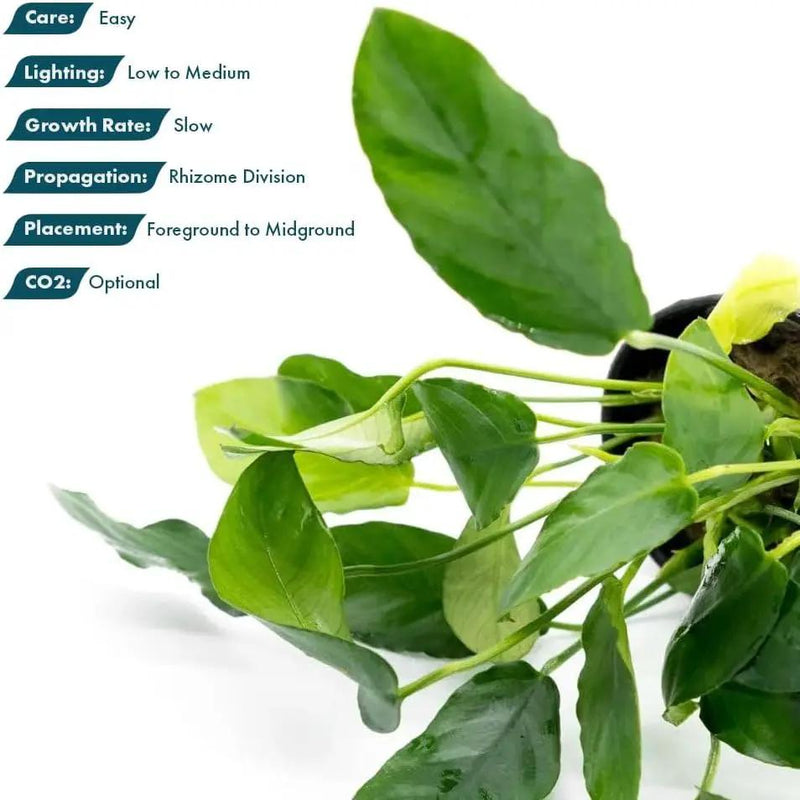 Live Plants – Anubias Nana Paxing (Anubias barteri VAR. Nana 'Paxing') – Low to Moderate Light, Deep Green Color Small Rounded Leaves, Foreground to Midground - Pot - 3 Pack by GreenHaven Gardens