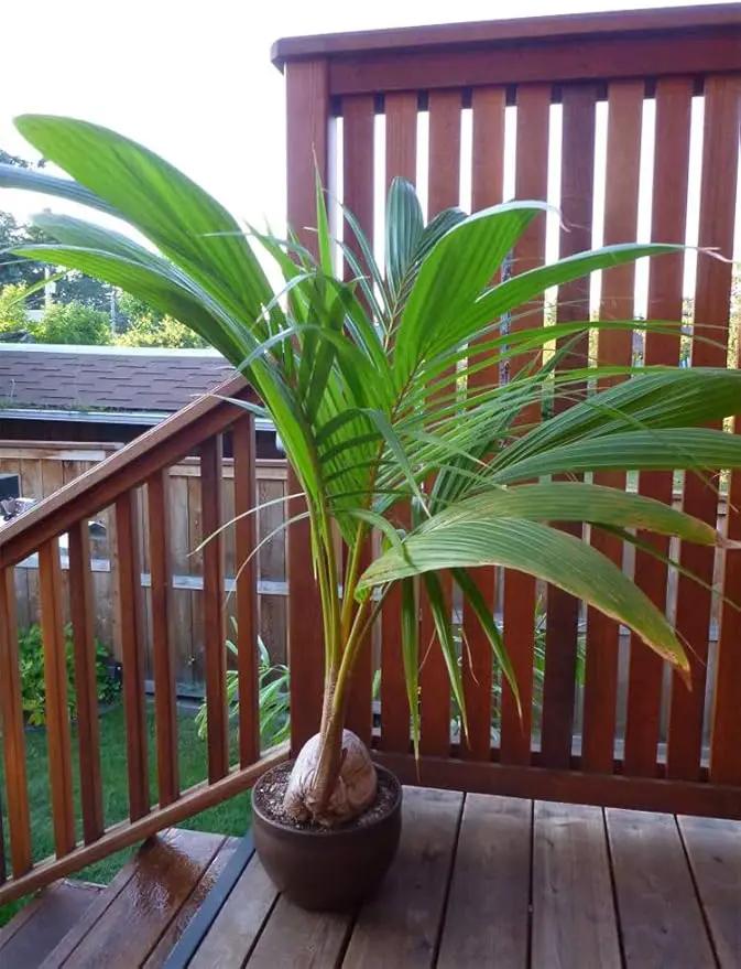 American Plant Exchange Coconut Palm Tree, Live Tropical Plant for Indoor & Outdoor Use, Malaysian Dwarf Green, Home, Garden, Landscape & Patio Décor, 2ft Tall with Pot Cover by GreenHaven Gardens