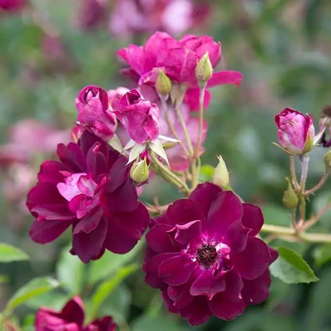 Heirloom Roses Rose Plant - Burgundy Iceberg™ Purple Rose Bush, Shrub Live Plant for Planting Outdoors by GreenHaven Gardens