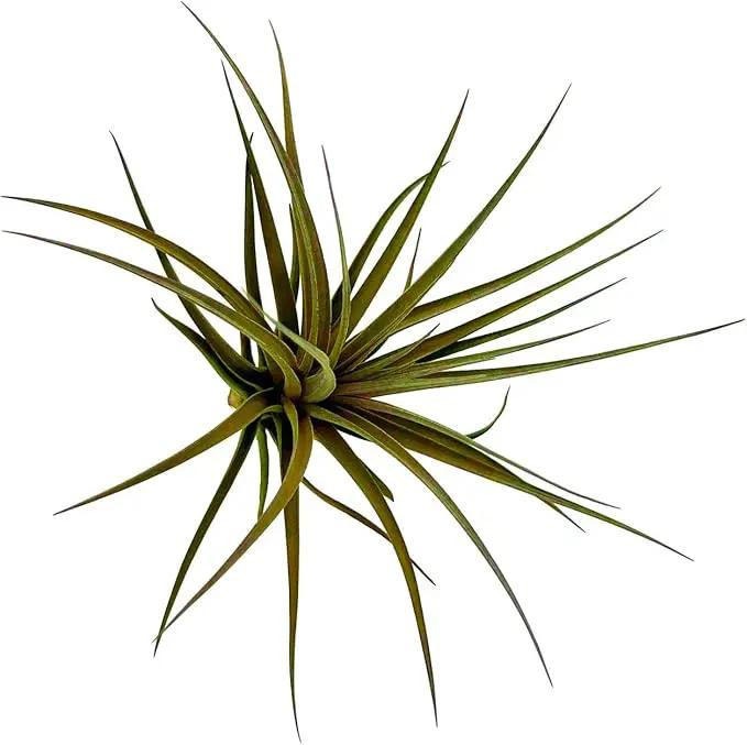 Air Plants - Flowering Tillandsia Stricta Large 5" - 1ct - Live Arrival Guaranteed - House Plants for Home Decor & Gift by GreenHaven Gardens