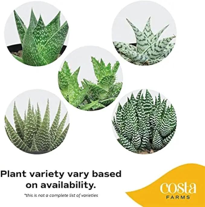 Costa Farms Live Succulent, Easy to Grow Haworthia Plant in Planter Pot, Succulent Houseplant in Potting Soil, Indoors Garden Gift, Cacti Room Décor and Home Décor, 4-Inches Tall by GreenHaven Gardens