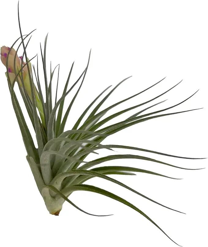 Air Plants - Elsker Gift Box - Large 4" - 5ct - Live Arrival Guaranteed - House Plants for Home Decor & Gift by GreenHaven Gardens