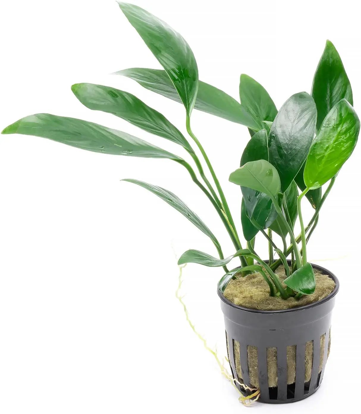 Anubias Live Aquarium Plants - Potted Freshwater Plant for Fish Tanks, Terrariums - Beginner Friendly Low Light (Congensis, 1 Pot) by GreenHaven Gardens