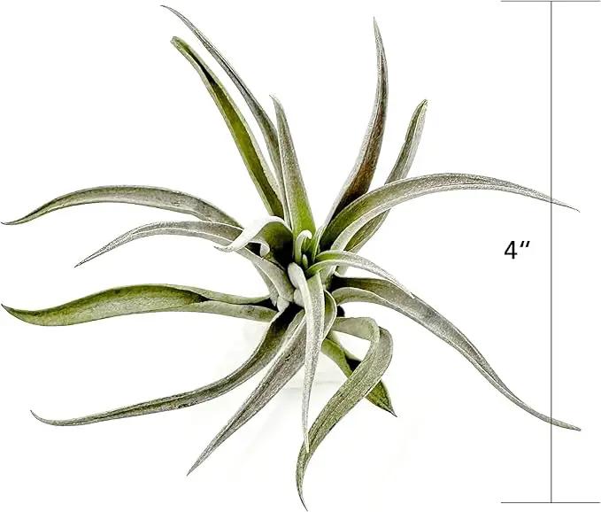 Air Plants - Flowering Tillandsia Harrisii, Large 3-5" - 5ct - Live Arrival Guaranteed - House Plants for Home Decor & Gift by GreenHaven Gardens