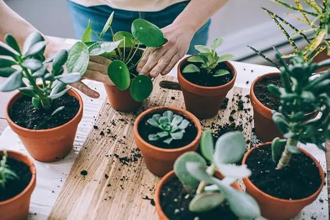 Assorted Foliage Potting Mix - Premium Quality Blend for Healthy Root Development and Striking Greenery - 4 Quart by GreenHaven Gardens