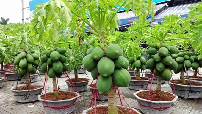 Premium Papaya Plant Potting Mix - Crafted for Thriving Papaya Growth and Abundant Fruits - 1 Quart by GreenHaven Gardens