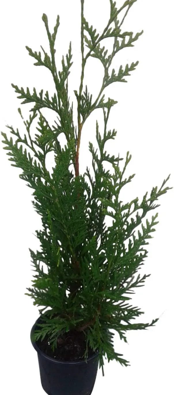 Thuja Green Giant Arborvitae Lot of 4, Quart Pot by GreenHaven Gardens