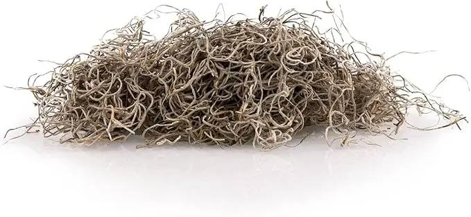Premium Natural Spanish Moss | Natural Preserved - Great Ground Cover - Filler for Potted Plants - by GARDENERA - 2 Quart Bag by GreenHaven Gardens