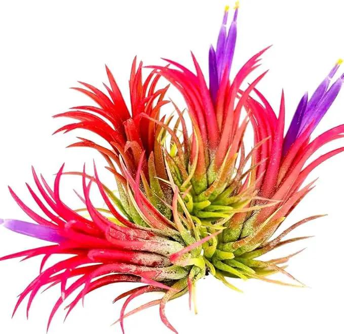 8 Air Plants, Tillandsia Air Plants Live Houseplants for Garden, Red Lonantha Tillandsia Plant, Air Plant by GreenHaven Gardens