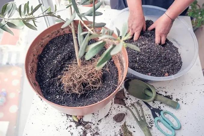 Olive Tree Premium Potting Mix - Create a Mediterranean Paradise in Your Backyard - 4 Quart by GreenHaven Gardens
