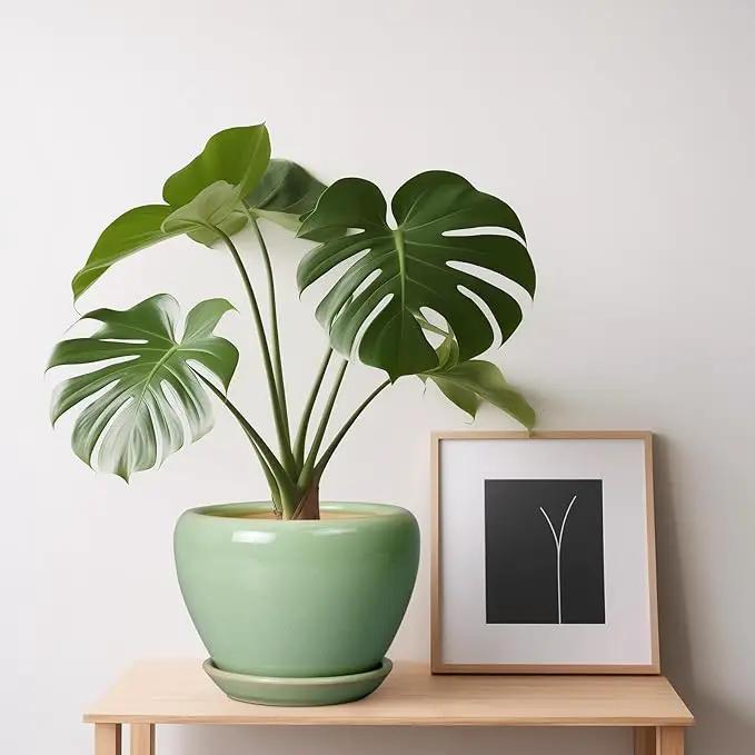 6 Inch Plant Pot - Ceramic Planter for Indoor Plants Round Planter Outdoor Plant Pot with Drainage Hole and Saucer Modern Flower Pot for Succulent Garden Green by GreenHaven Gardens