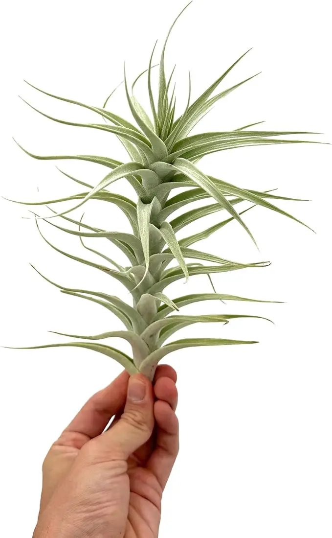 Live Air Plants - Tillandsia Albida 7-12" - 3ct – ragnaroc Live Indoor Plant - Live Arrival Guaranteed - House Plants for Home Decor & Gift by GreenHaven Gardens