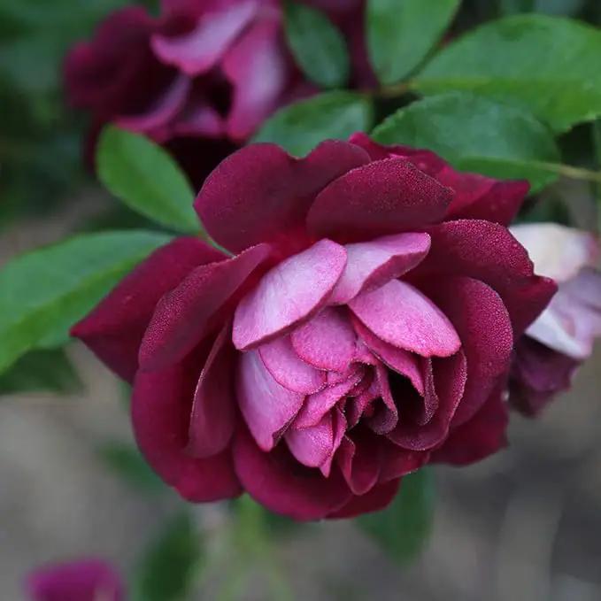 Heirloom Roses Rose Plant - Burgundy Iceberg™ Purple Rose Bush, Shrub Live Plant for Planting Outdoors by GreenHaven Gardens