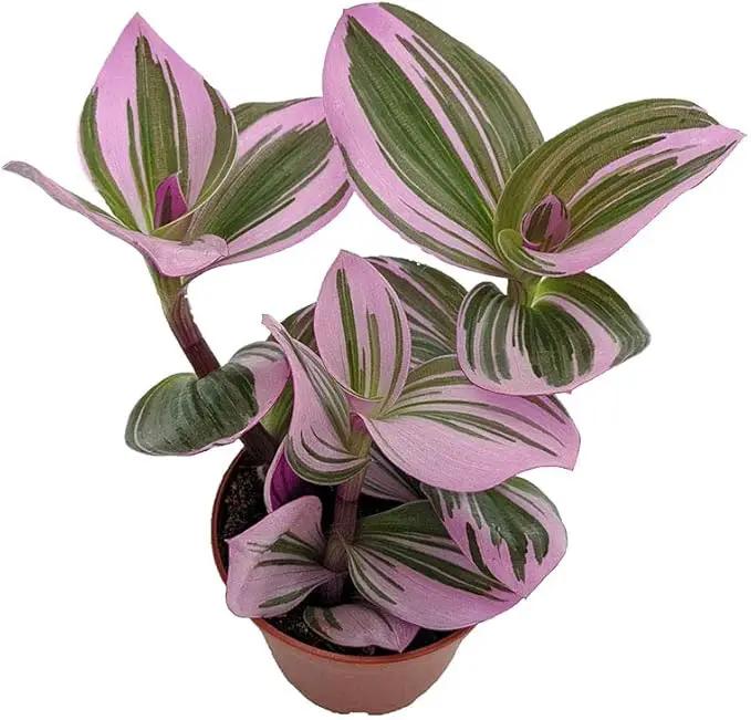 Rare Nanouk Pink Tradescantia - 2.5" Pot - Collector's Series by GreenHaven Gardens
