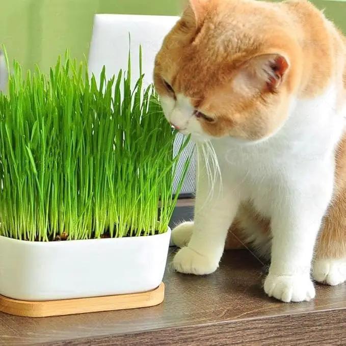 Cat Grass Potting Mix - Nurture Your Cat's Well-Being with This Specially Formulated Blend - 3 QUARTS by GreenHaven Gardens