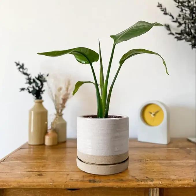6 Inch Plant Pots, Ceramic Planter Pot with Drainage Hole & Saucer, Indoor/Outdoor Cylinder Round Planter Pot, White & Beige Glaze by GreenHaven Gardens