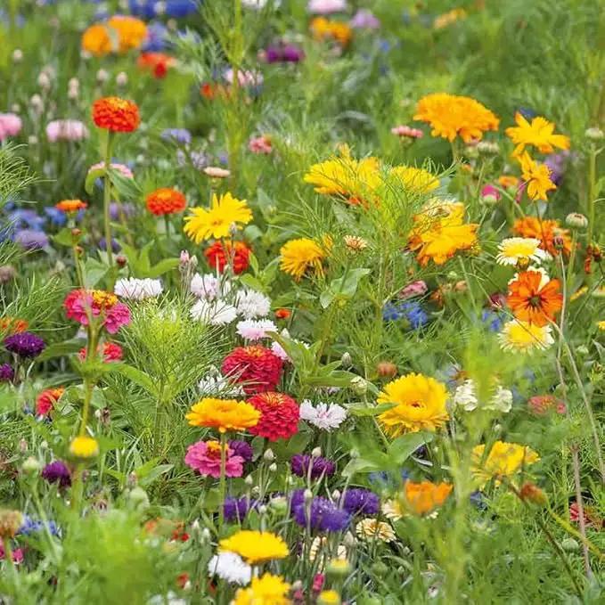 Eden Brothers Jellybean Flower Mixed Seeds for Planting, 1 oz, 30,000+ Seeds with Zinnia, Cornflower, Cosmos, Calendula | Attracts Pollinators, Plant in Spring or Fall, Zones 3, 4, 5, 6, 7, 8, 9, 10 by GreenHaven Gardens