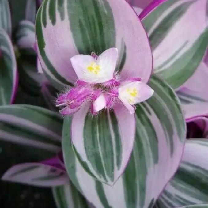 Rare Nanouk Pink Tradescantia - 2.5" Pot - Collector's Series by GreenHaven Gardens