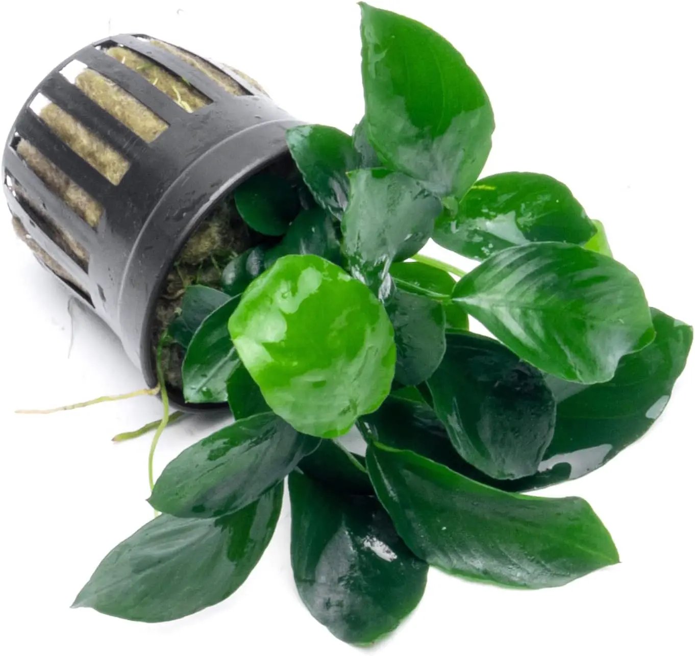 Anubias Live Aquarium Plants - Potted Freshwater Plant for Fish Tanks, Terrariums - Beginner Friendly Low Light (Barteri Broad Leaf, 3 Pots) by GreenHaven Gardens