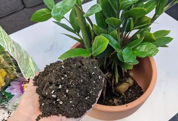 Premium ZZ Plant Expert-Grade Soil - Fast-Draining Formula Ensuring Long-Lasting Plant Vitality - 10 QUARTS by GreenHaven Gardens