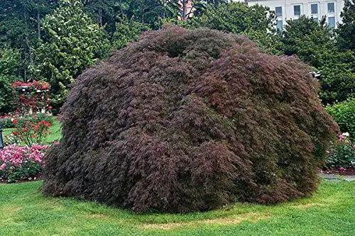 Crimson Queen Weeping LACE Leaf Japanese Maple - Acer palmatum dissectum 'Crimson Queen' 2 - Year Plant by GreenHaven Gardens
