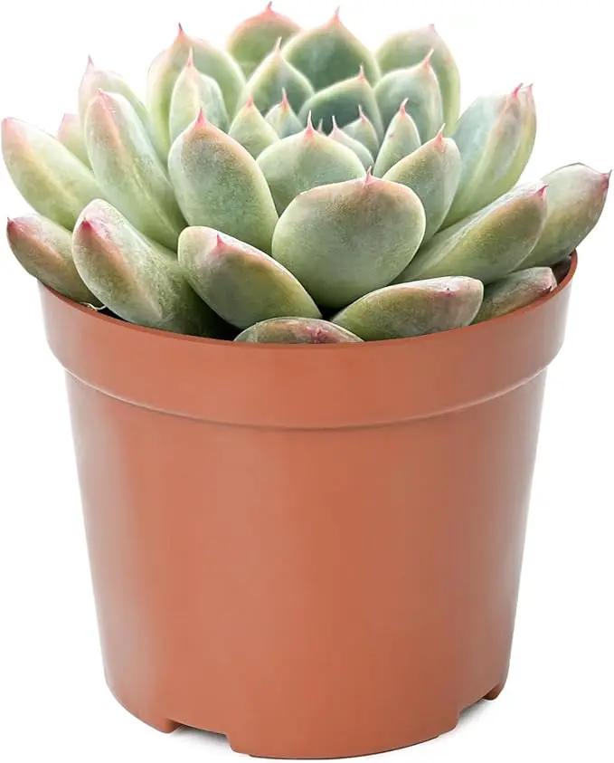 Live Succulent Plants Echeveria 'Albus Beauty', Easy Care Potted Succulents, Approx 4" D x 4" H, Indoor Houseplant, Unique Gifts, Home Office Décor by GreenHaven Gardens