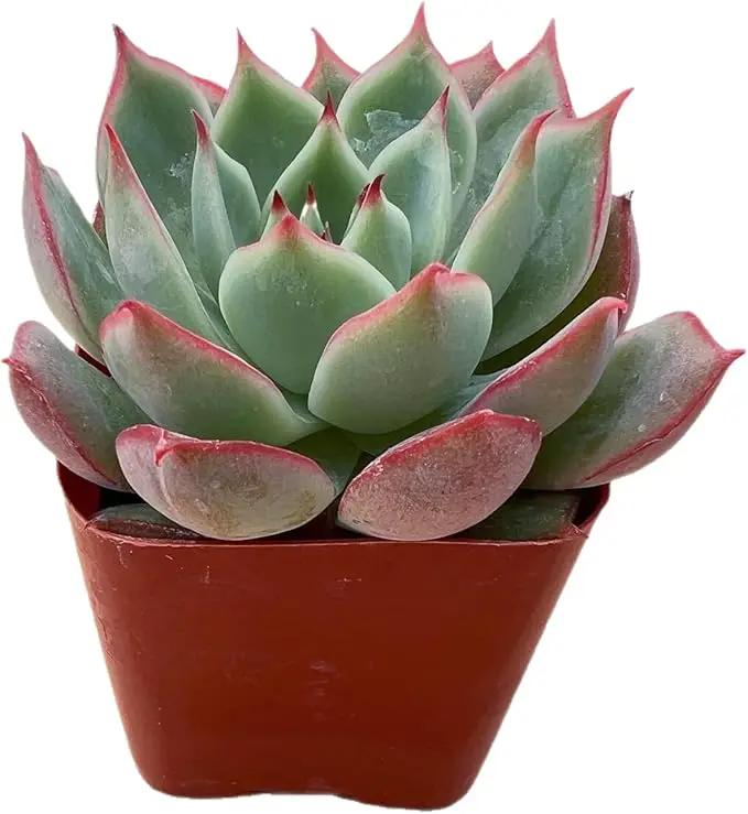 2" Rare Succulent Echeveria 'Yeon-Deung', Live Succulents Plants Fully Rooted in Grower Pots, Unique Gift for Wedding Favor, Party Favor by GreenHaven Gardens