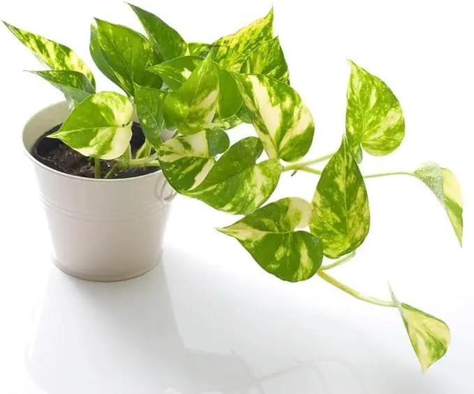 Premium Epipremnum Plant Potting Mix - Crafted for Lush Growth and Vibrant Foliage - 1 Quart by GreenHaven Gardens