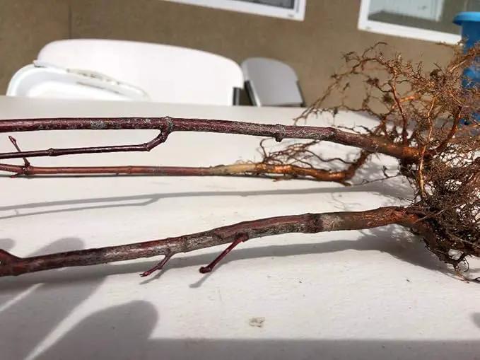 Japanese Red Maple Live Plants Shipped 1-2 Foot Tall by GreenHaven Gardens