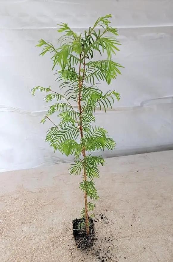 (3) - Dawn Redwood Trees - Starter Plant (LG36) (3 Live Trees) by GreenHaven Gardens