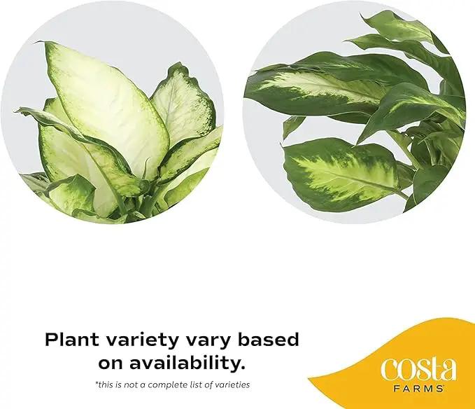 Costa Farms Dieffenbachia, Live Indoor Plant in Thank You Gift Wrap Planter, Potted Houseplant in Potting Soil Mix, Housewarming, Birthday Gift, 12-14 Inches Tall by GreenHaven Gardens