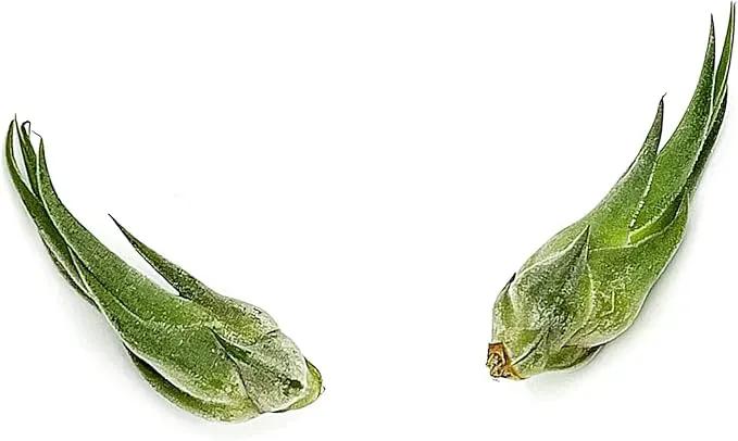 Air Plants - Tillandsia Seleriana, Large 4-6" - 2ct - Live Arrival Guaranteed - House Plants for Home Decor & Gift by GreenHaven Gardens