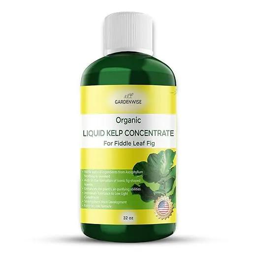 Fiddle Leaf Fig Plant Food – Liquid Seaweed Kelp Fertilizer for Plants – Made in USA (32 OZ) by GreenHaven Gardens