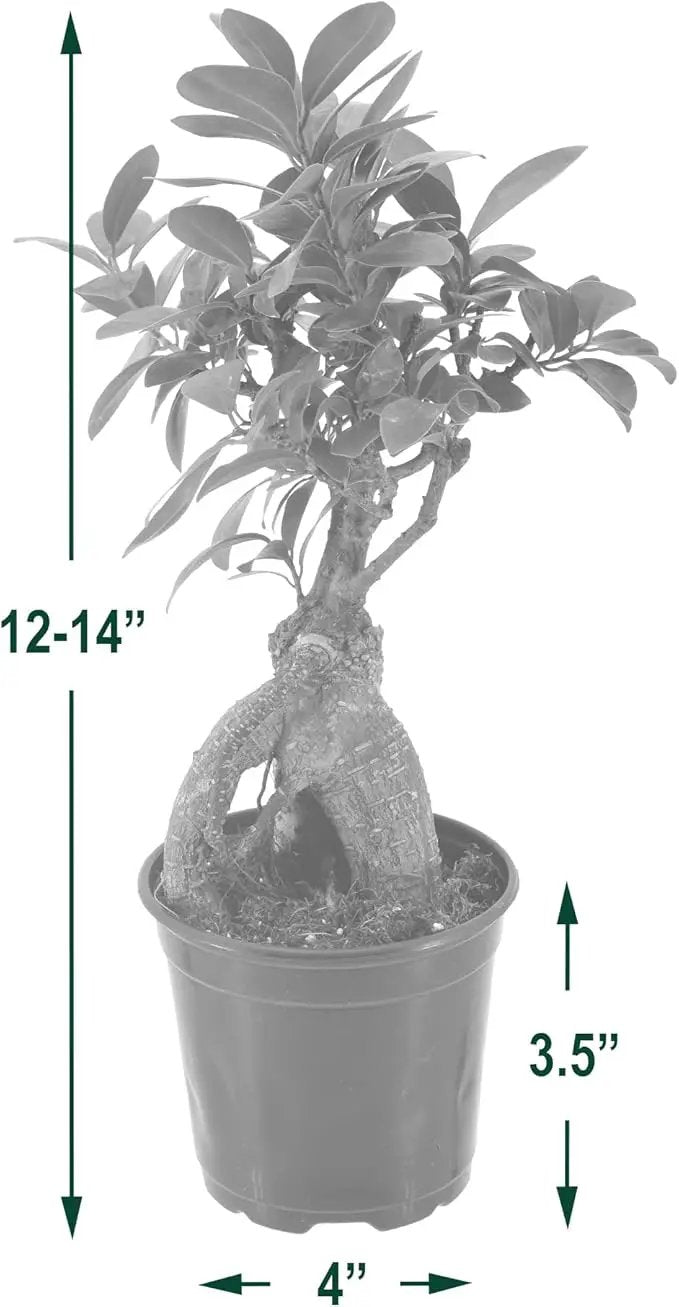 Arcadia Garden Products LV61 Ginseng Ficus Live Indoor Bonsai Plant in 4 in. Plastic Grower Pot, Green, **Sold by Amazon and Arcadia Garden Products** by GreenHaven Gardens